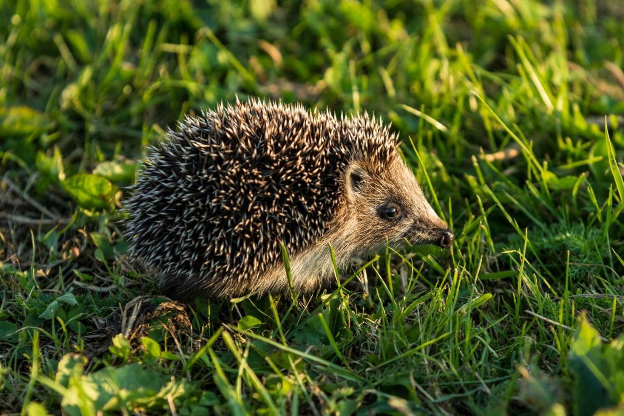 Domek Goscinny Ujście-Darłowskie Dış mekan fotoğraf