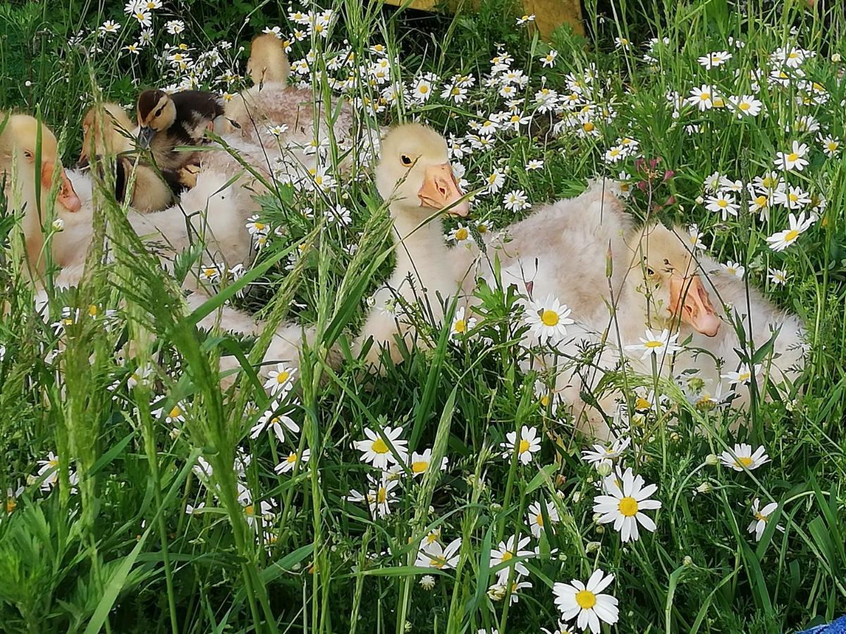 Domek Goscinny Ujście-Darłowskie Dış mekan fotoğraf